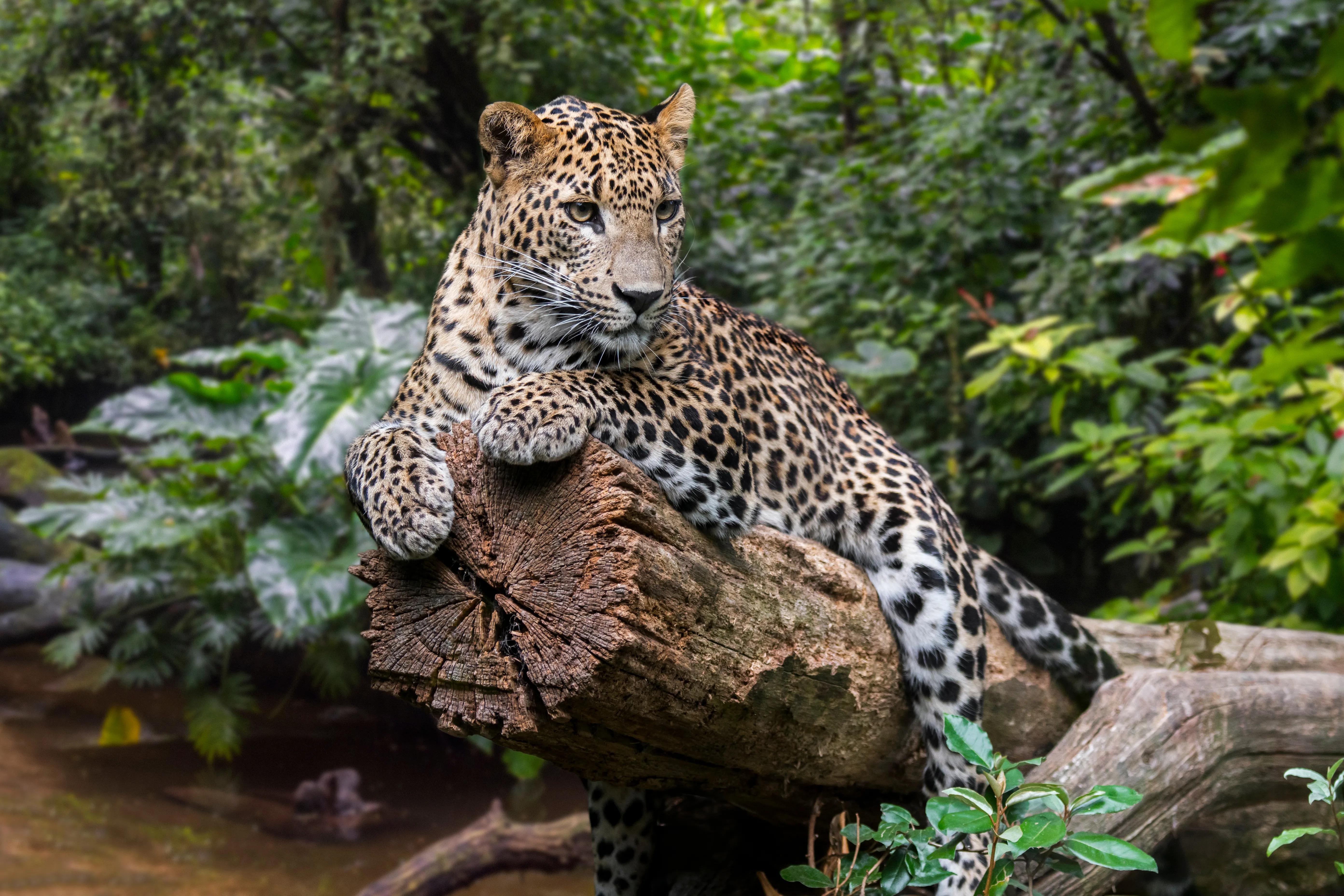 Wildlife Safaris